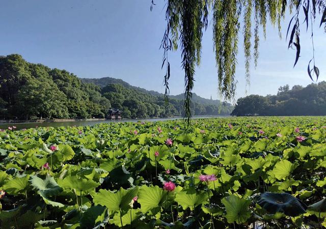“清水出芙蓉，天然去雕饰” ：荷花朵朵开，“荷荷”又美美！