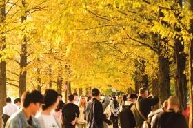 长沙最美水杉大道已上线 来这些地方观赏初冬限定“水杉红”