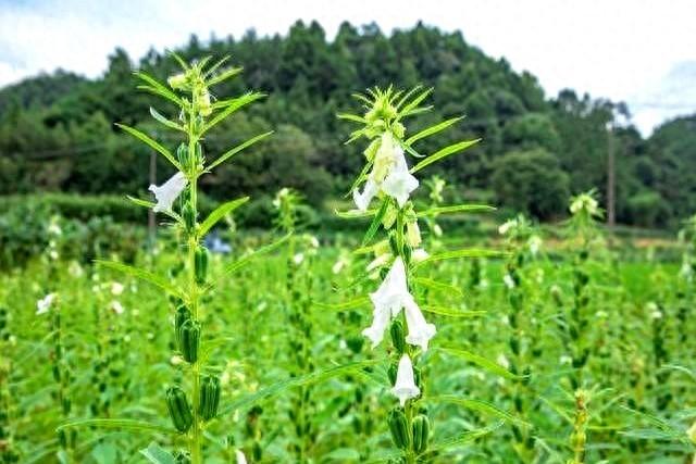 震惊！芝麻抗旱能力超强，颠覆你的认知！