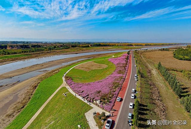 山西襄汾：波斯菊花开 美景醉游人