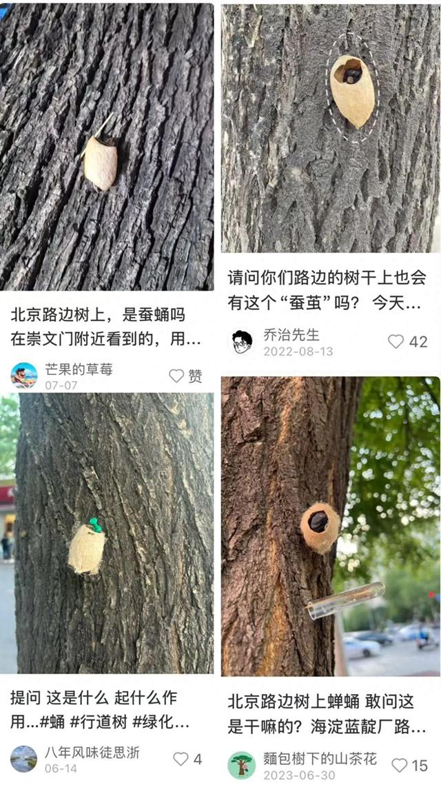 在北京路边看到这种黑色的蛹千万别动 网友：有官方“认领”