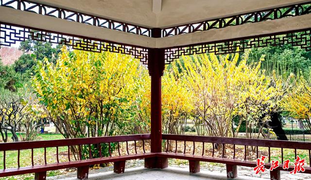 叶未落，花已开，武汉74座公园可赏蜡梅