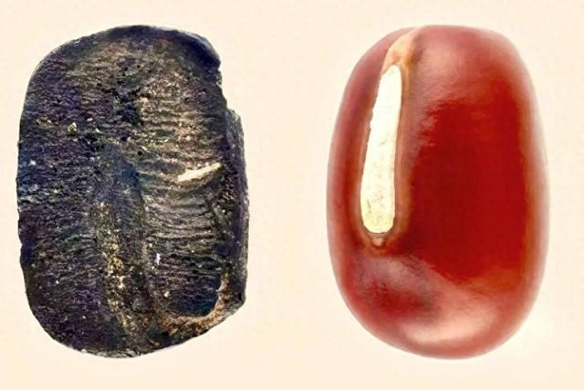比黄帝炎帝传说还早4000年，重大考古发现：山东发现45粒9000年前炭化小豆，为东亚农业起源研究提供颠覆性实证