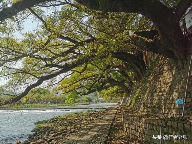福建福安，穆水之阳，一座原汁原味的千年古镇，百年古树群最美