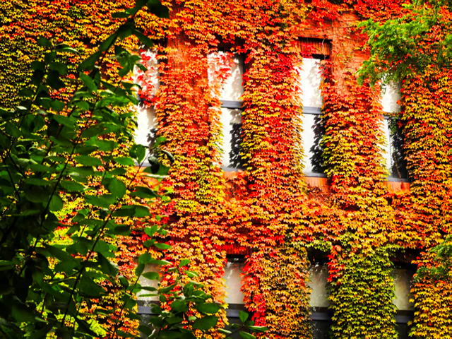 层林尽染时，邂逅北京的秋日斑斓