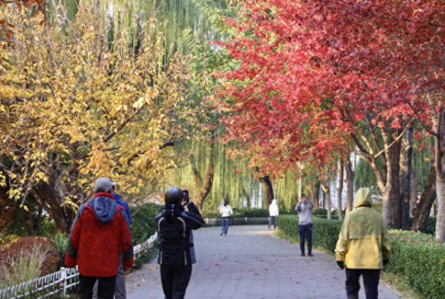 玉渊潭秋日画卷已拉满，这四个点位拍照美到窒息