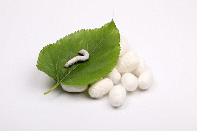 家庭养蚕的方法及注意事项（家庭养蚕全攻略从蚕卵到蚕茧的趣味饲养指南）