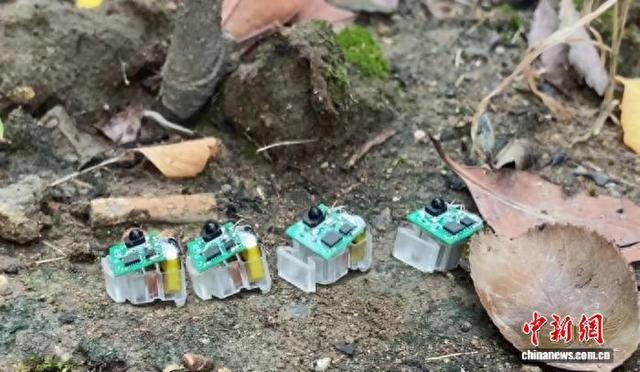 中国高校研发昆虫尺度软体机器人 可应用于搜救等场景
