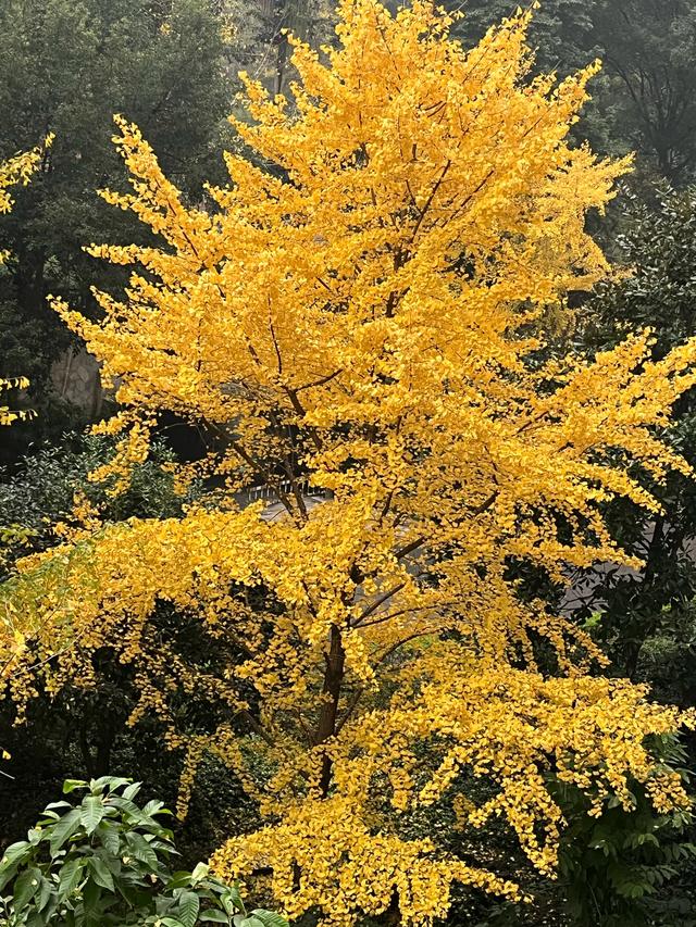 真奢侈呀！贵妃式的享受，野菊花泡澡，虽不及华清池