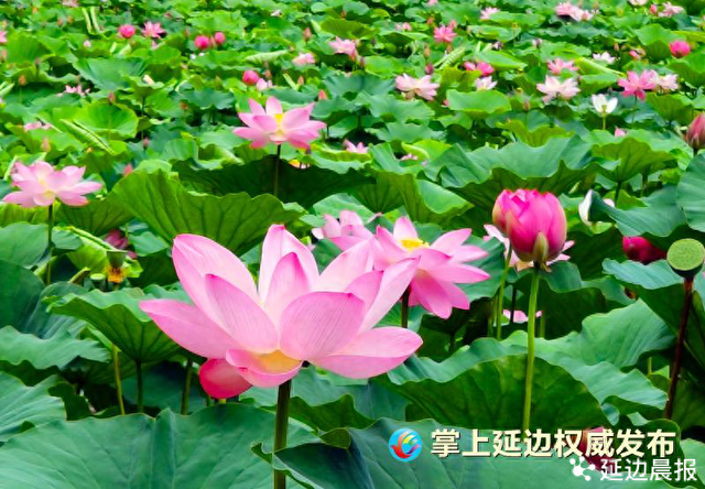 浪漫夏日，为“荷”到延边！赏荷地图来了~