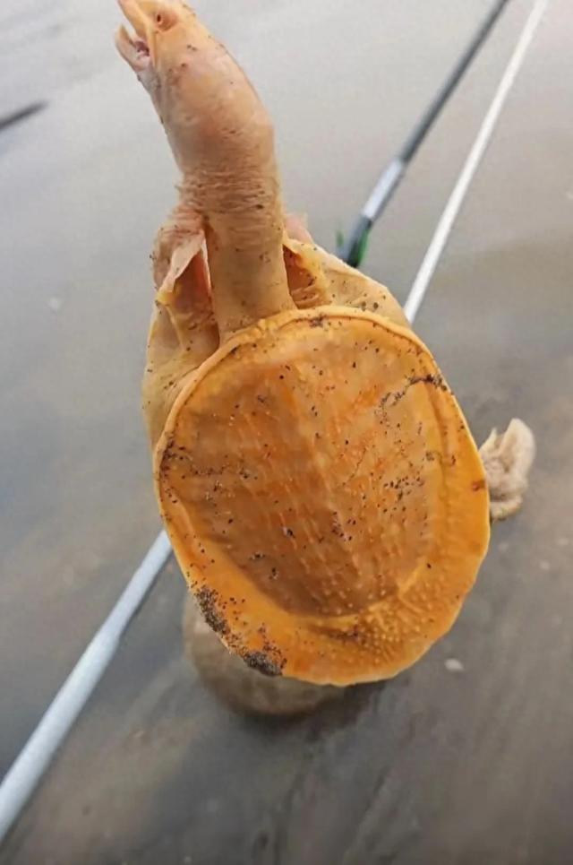 男子钓上来一条黄金甲鱼，将它放生，没想到黄金甲鱼接二连三的上