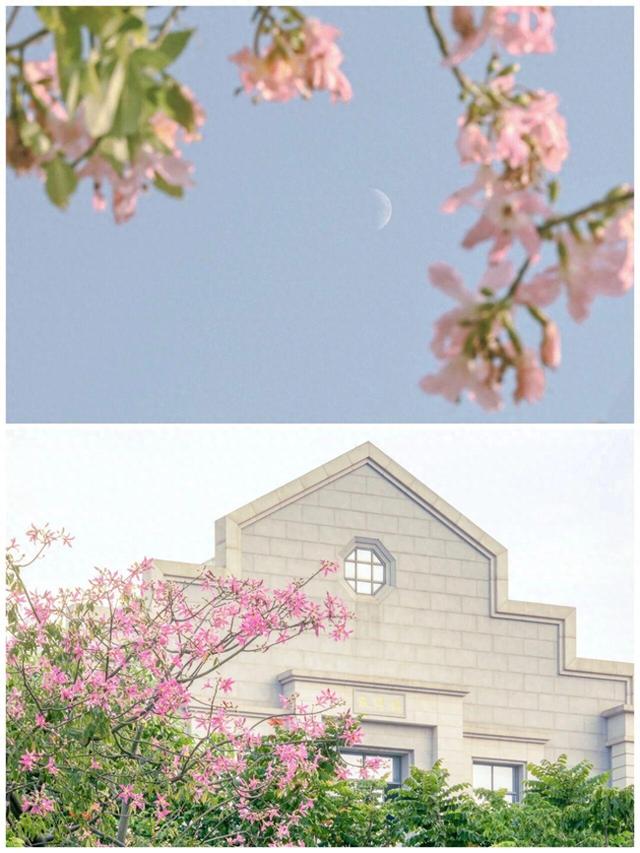 厦大，粉了🌸！粉了😍！