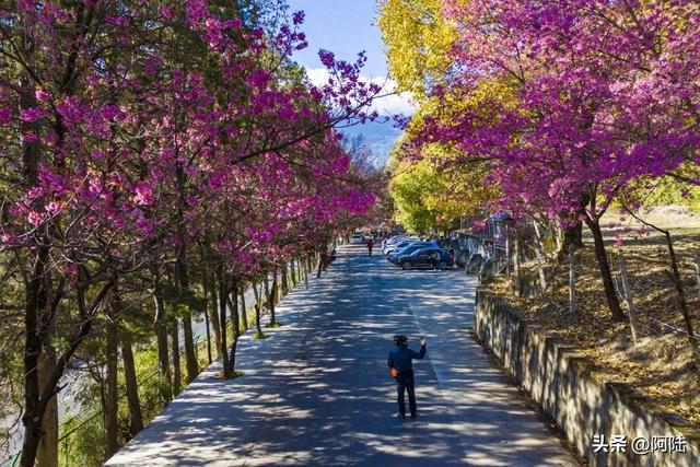大理的樱花之美一如杭州的桂花之香,满城皆是,随处可闻
