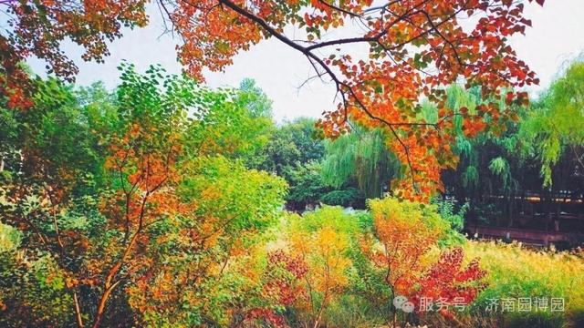 藏不住了！济南这里一入秋就美成了“人间仙境”！