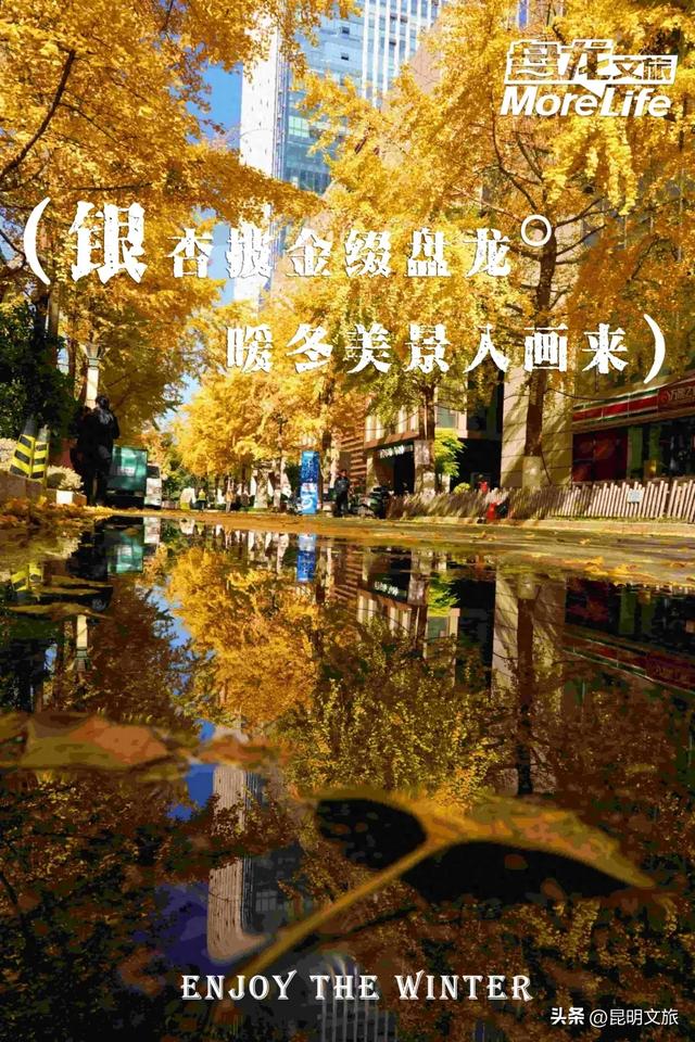 昆明冬日限定的金色浪漫,已加载完成!就藏在昆明这条街……