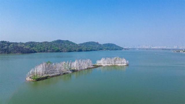 武汉文旅志愿者守护东湖飞鸟，绘就生态文旅画卷