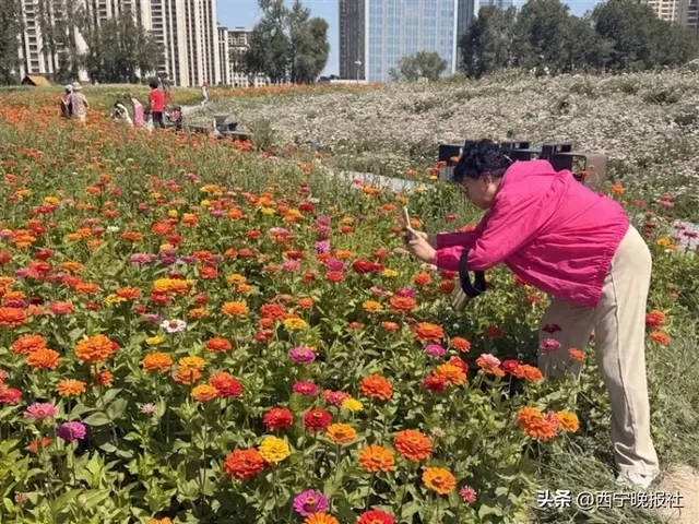 花海盛放！市民游客共赴这场花约