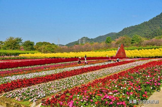 元旦三水南山：一日跨四季，赏花，观烟花，在花香与璀璨中迎新岁