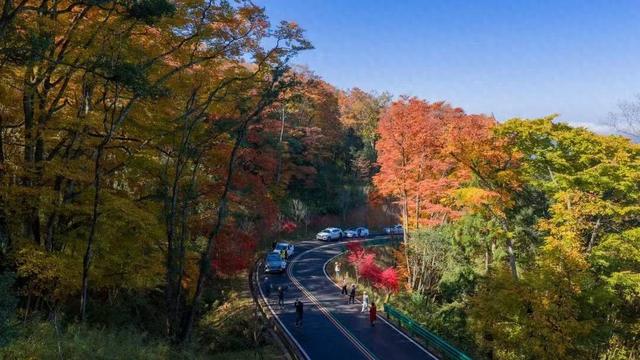 迎来客流小高峰！四川旺苍米仓山红叶迎来最佳观赏期