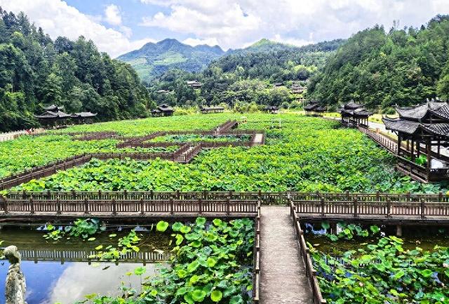 独山净心谷景区：80亩荷花盛开映日红