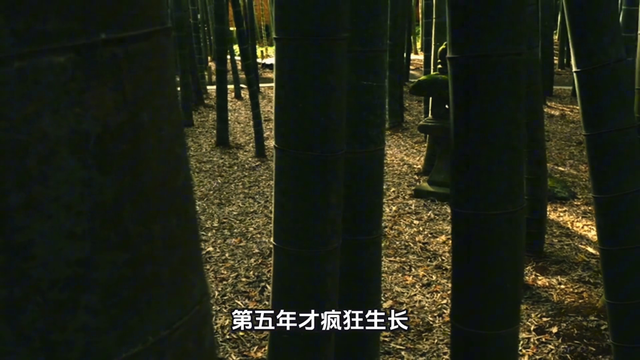 大自然给人类的启示有哪些（大自然）