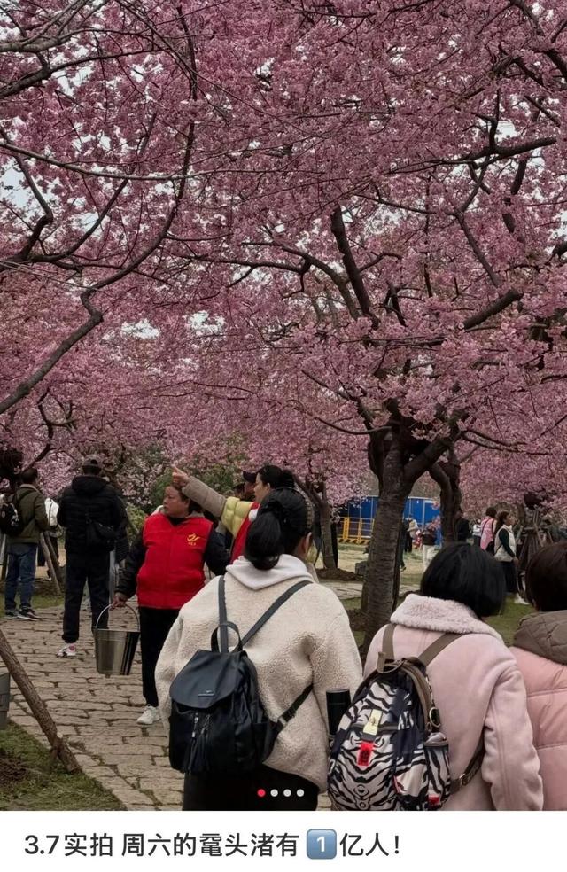 鼋头渚如何丝滑入园赏樱？攻略来了！