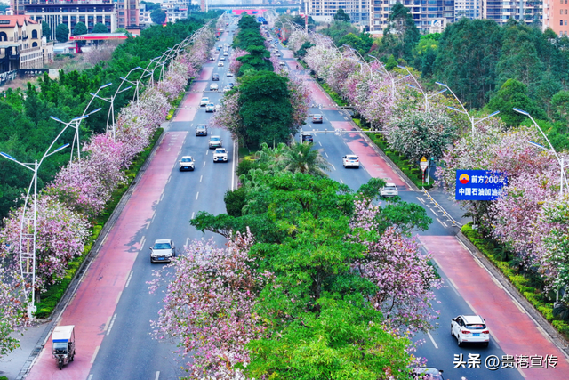 被美到了！贵港紫荆花开，春日限定浪漫已上线