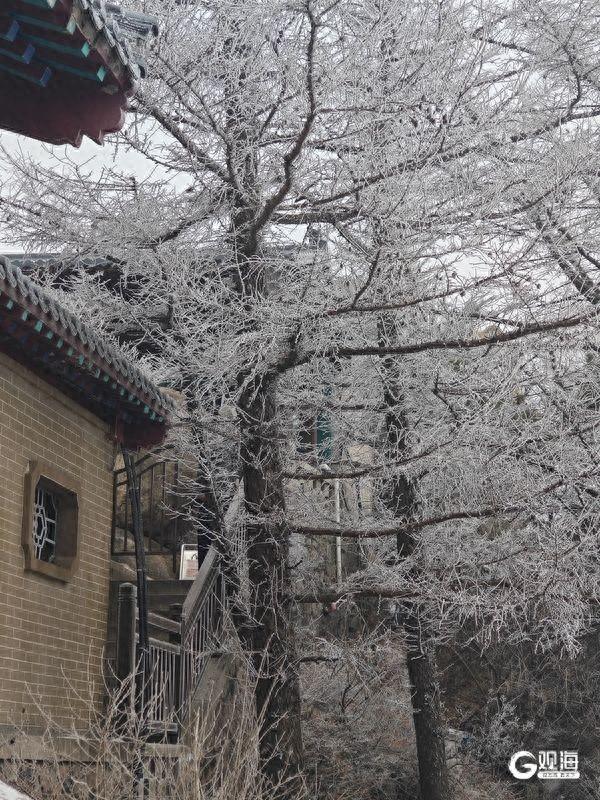 冬游崂山正当时 快来邂逅青岛版“冰雪奇缘”