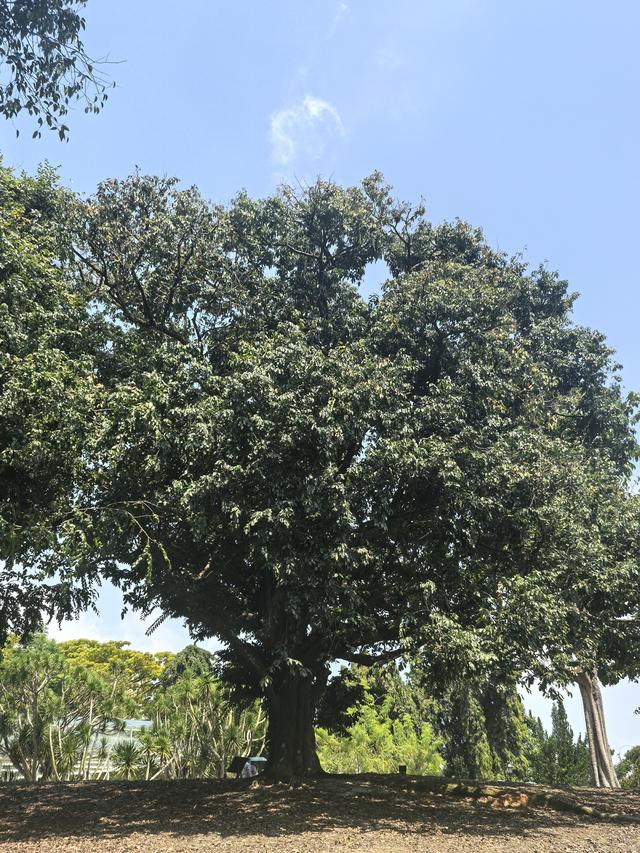 新加坡：“亲自然城市”，并非简单的“花园城市”