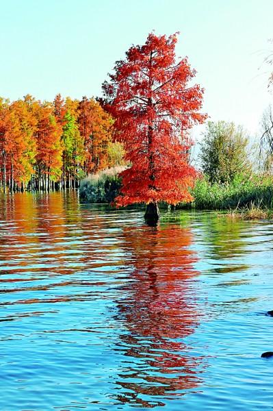 云南苍山洱海国家级自然保护区：山翠湖清 鱼跃鸟鸣