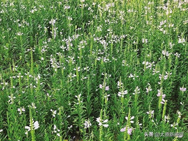 太原市多个公园内假龙头花开得正盛