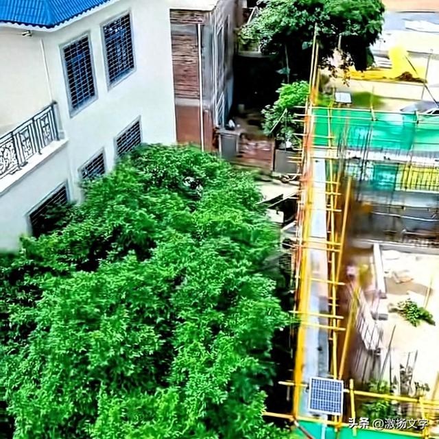 全红婵家新房旁的美女邻居，建房时有影响的那棵大树就是美女家的