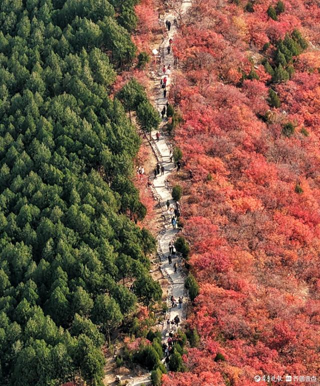深秋的济南蝎子山，半山翠绿半山红