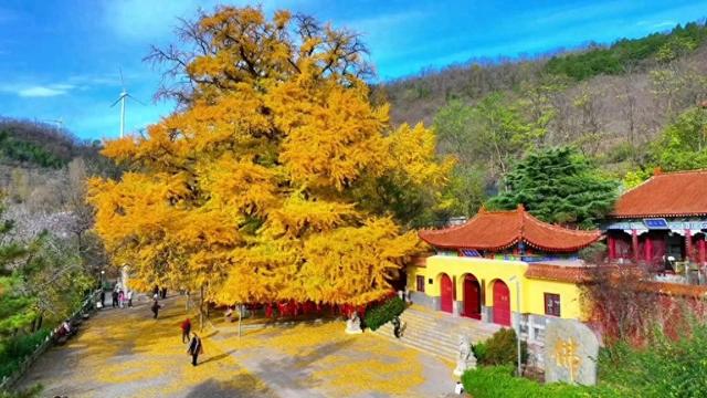 读城记|撷一叶金黄