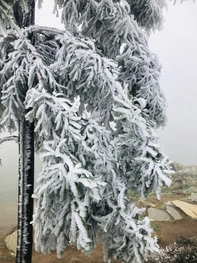 美到词穷！郴州首场雾凇惊艳上线