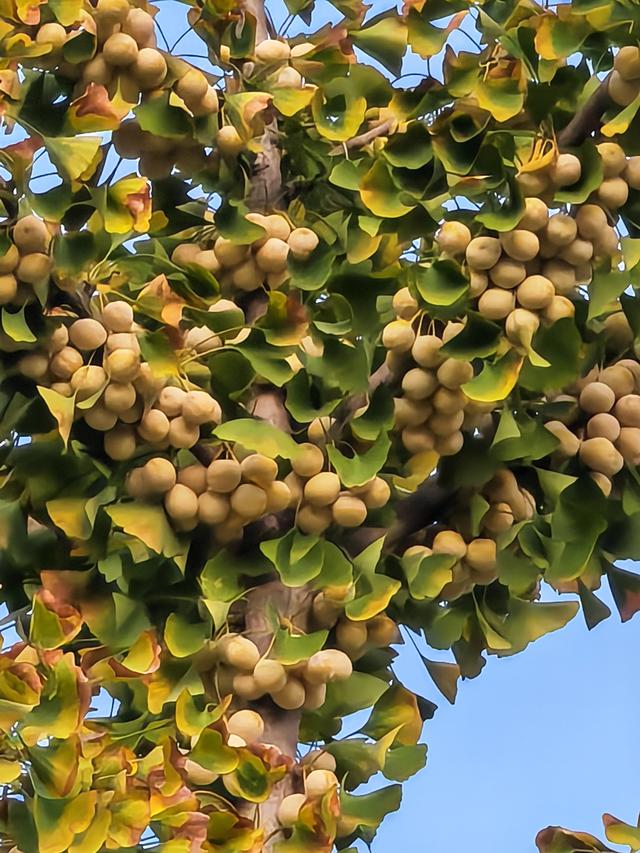 英雄山下银杏果