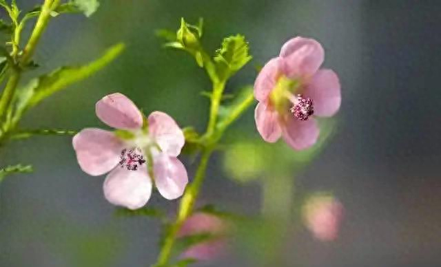撩美女游戏破解版（撩得女人荷尔蒙爆发的肉麻情话）