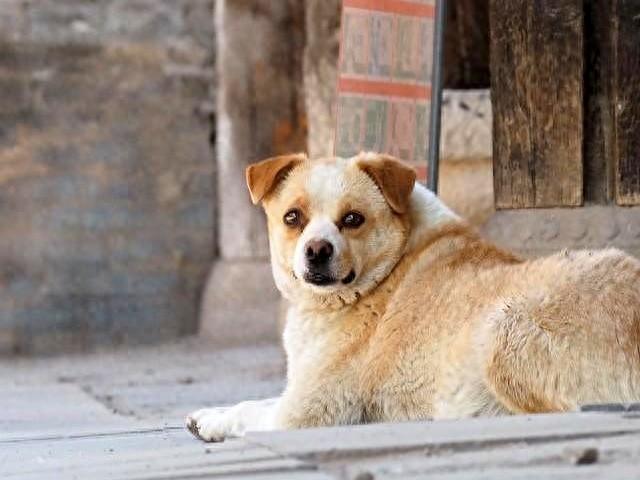 独特好听的小狗名字大全（名字取得好）