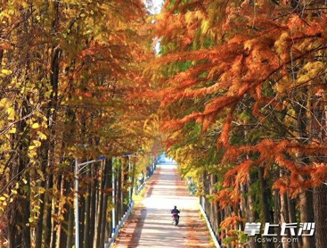 望城白马巷，红杉炫丽冬之美｜组图