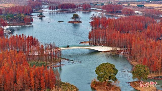 “水上森林”景独好