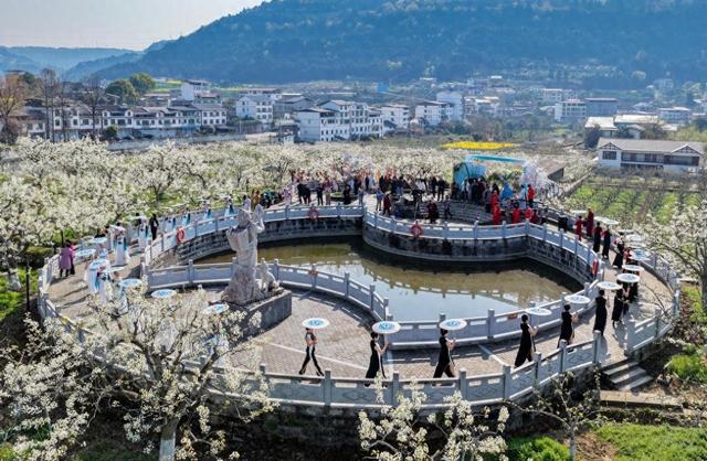 四川苍溪：万亩梨花迎客来 梨乡春色醉游人