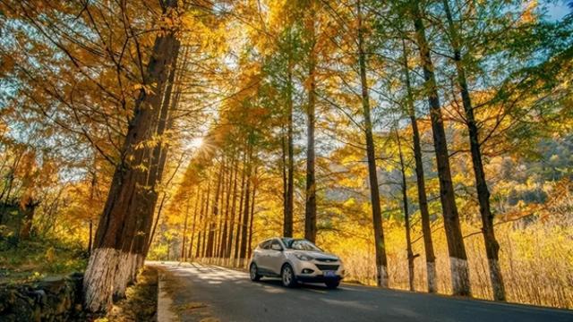 谁说秋天只有凋零？紫柏山两日游攻略来了！