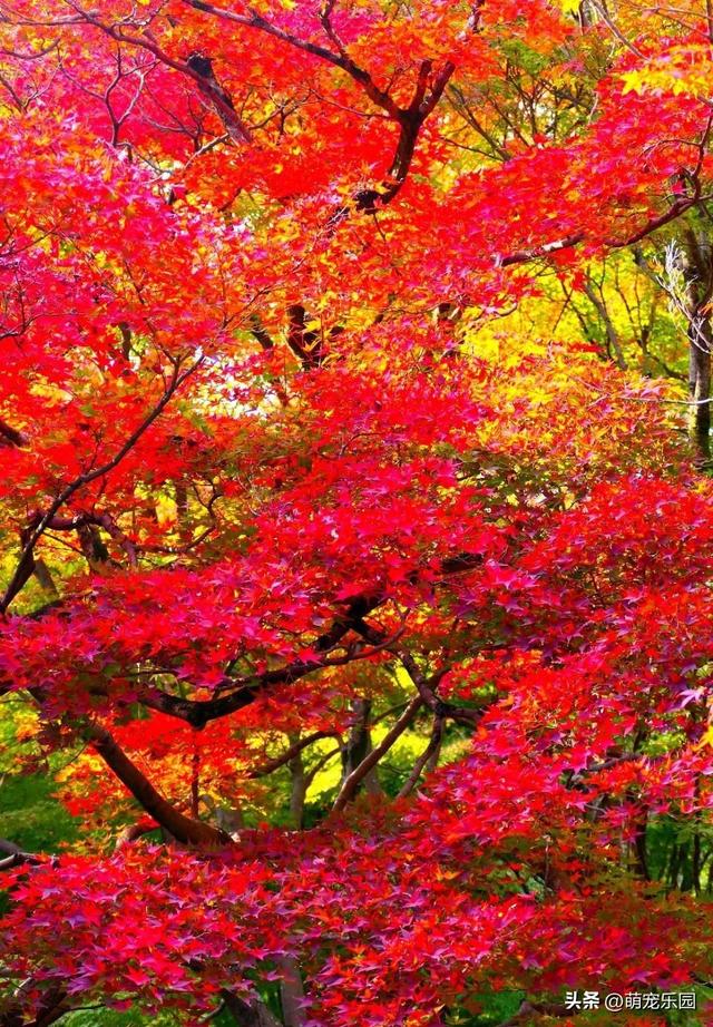 火红大树惊艳路人，天边晚霞落人间，每片叶子都在跳跃光芒