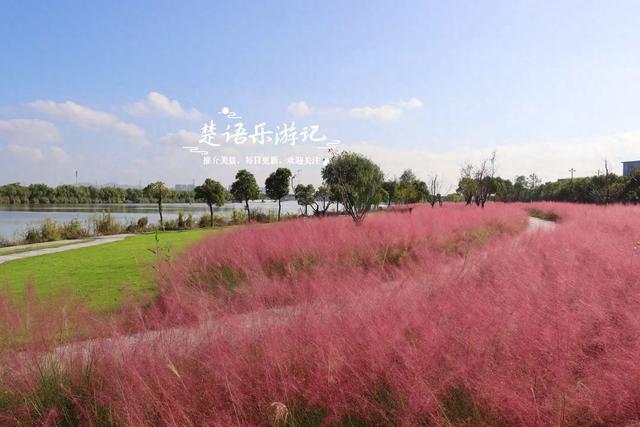 浙江宁波新推出一个粉黛花海，居然绵延5公里，成为拍照赏景胜地