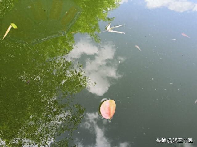 代傲白