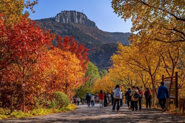 漫山红透！济南红叶谷把秋日色彩玩到了极致