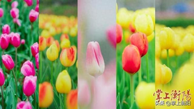 春日顶流！在衡阳“郁”见最美的春天