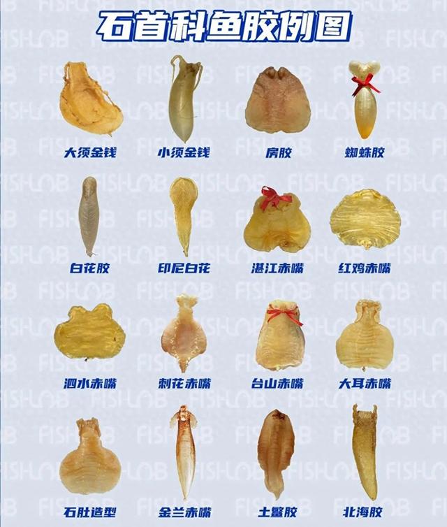 鱼胶是什么鱼做成的 鱼胶是什么鱼做成的图片