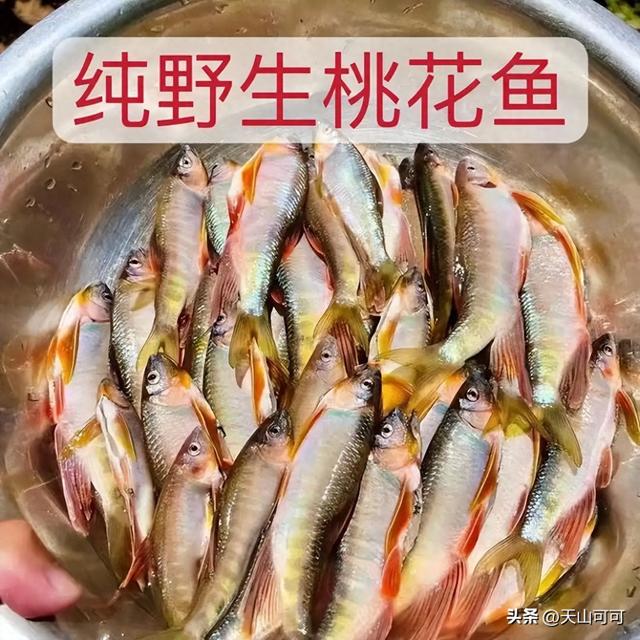 桃花鱼是什么鱼（桃花鱼和马口鱼的区别）
