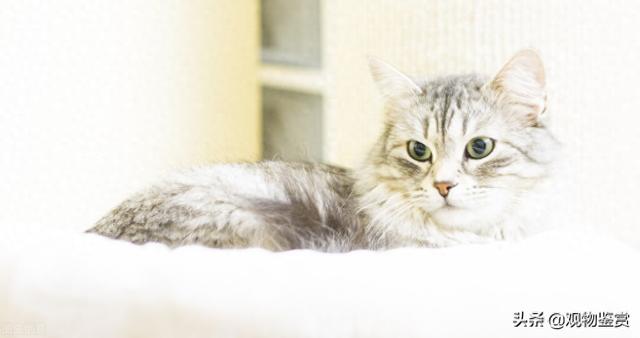 猫咪的寿命有多长（猫咪的寿命有多长猫的寿命长短与什么有关）